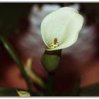 Calla