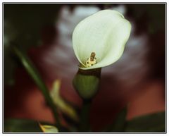 Calla