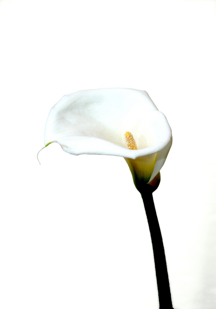 Calla