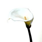 Calla