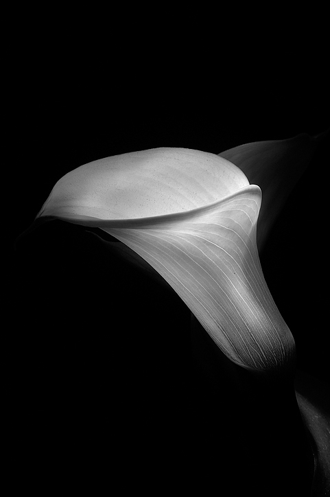 Calla