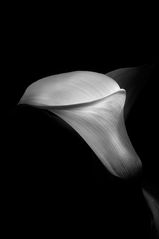 Calla