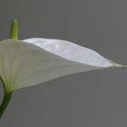 Calla