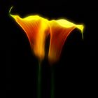 Calla