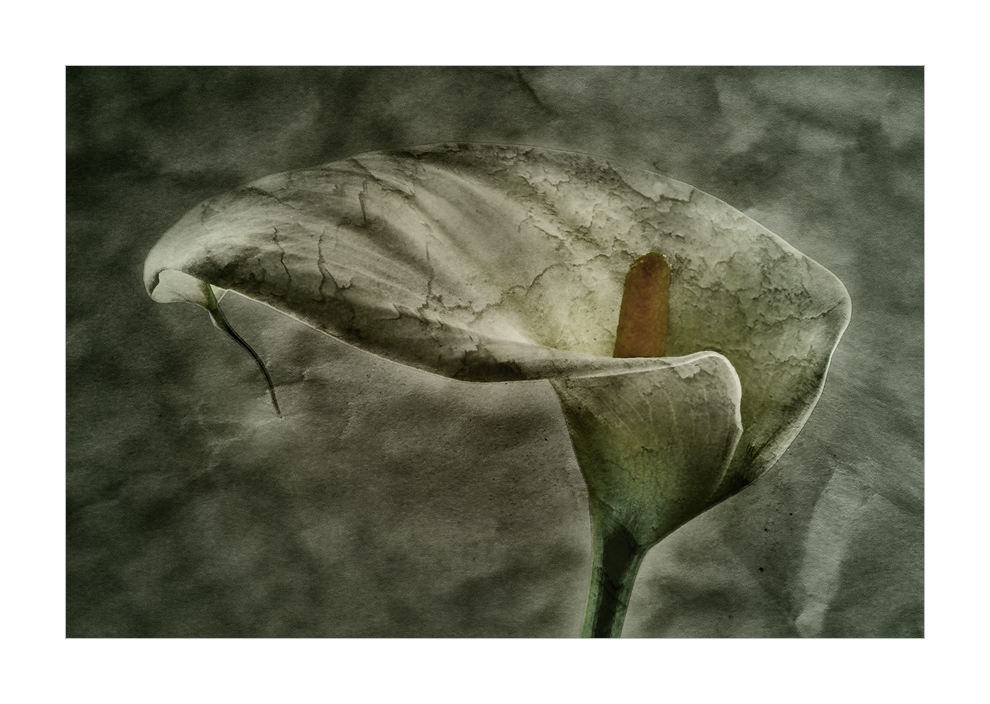 calla