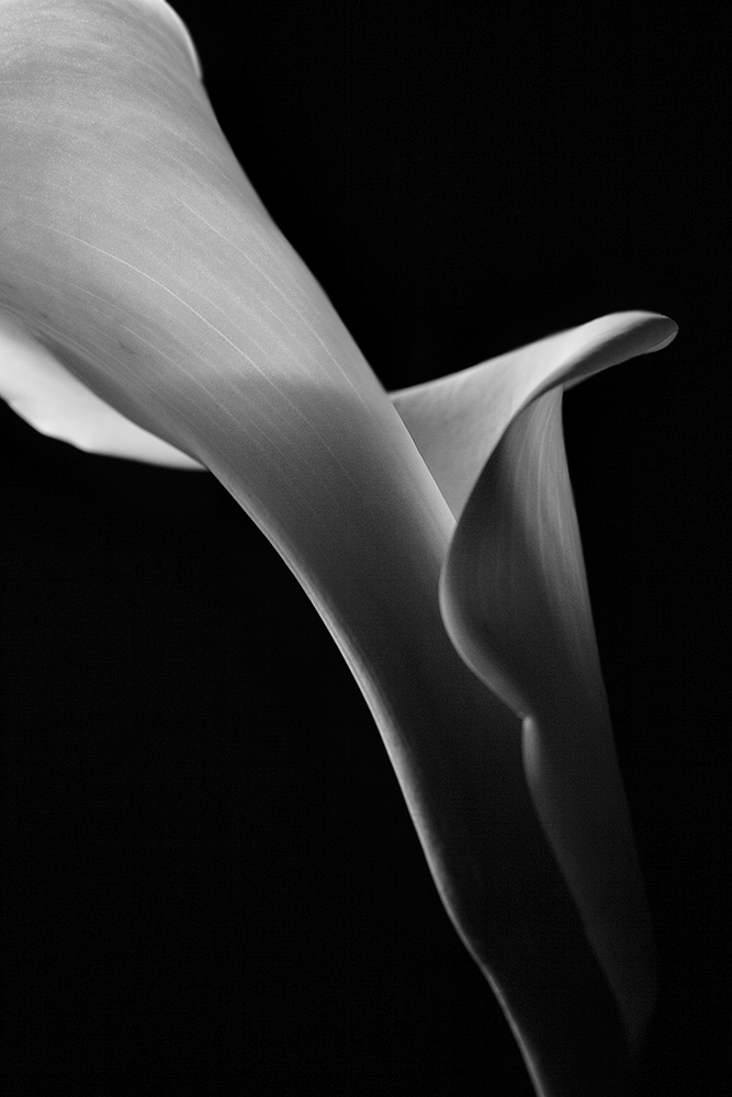 Calla