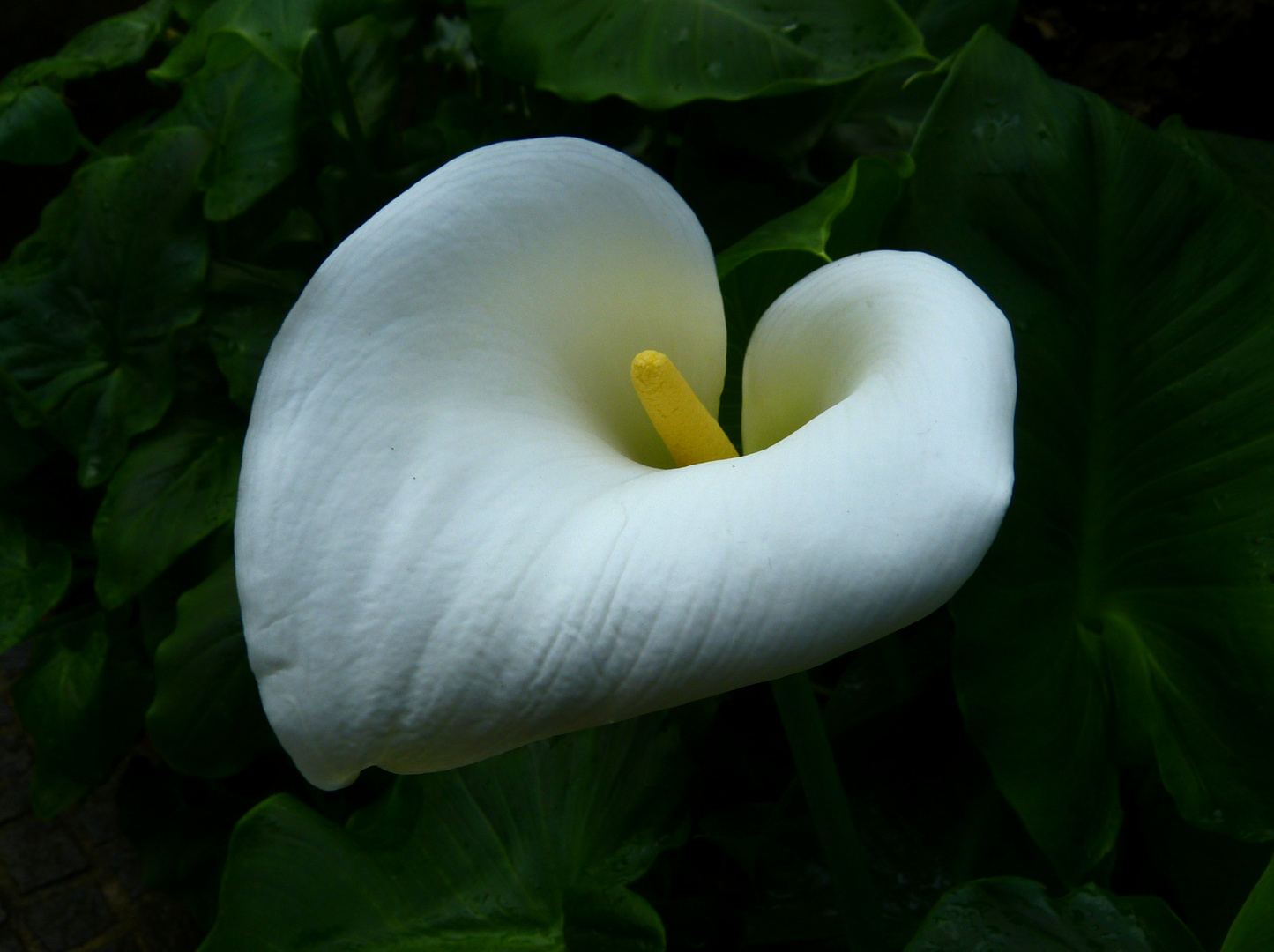 Calla