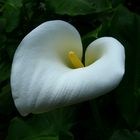 Calla