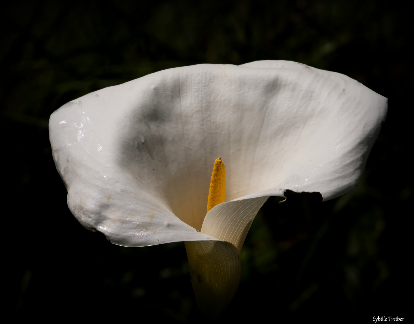 Calla