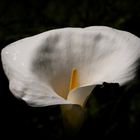 Calla