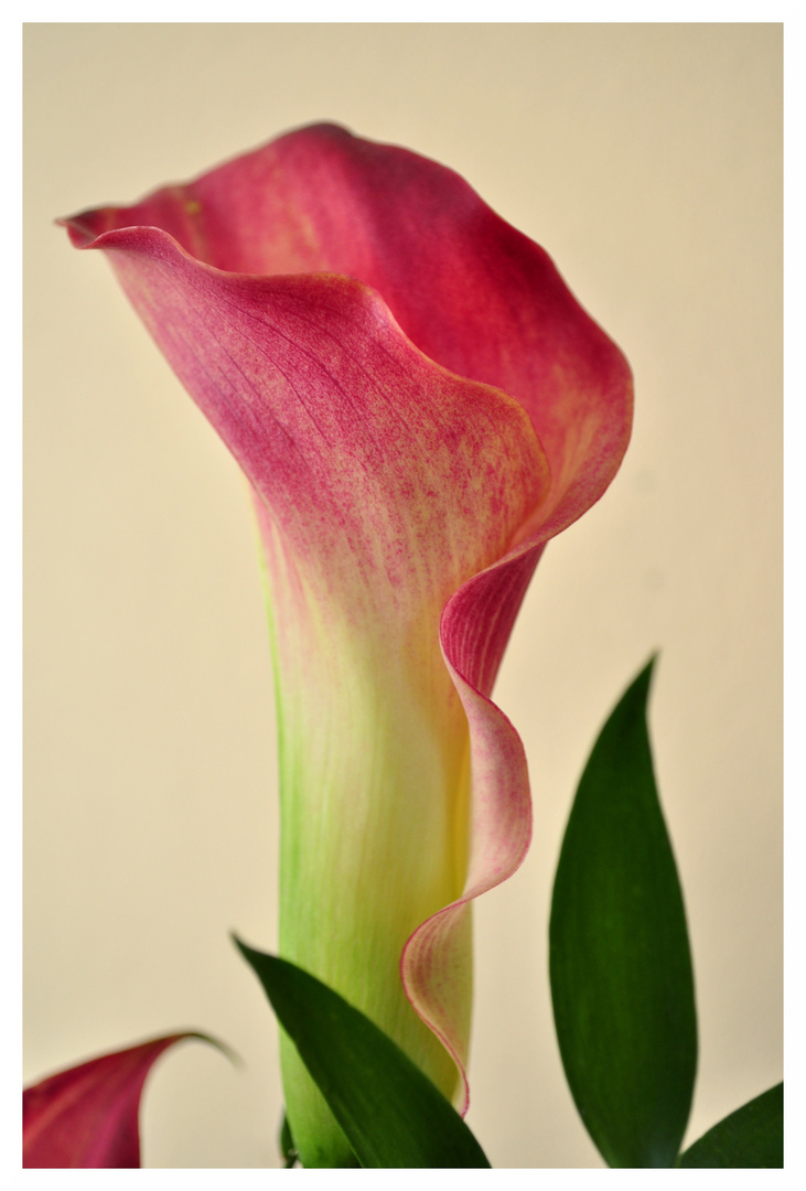 Calla