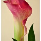 Calla