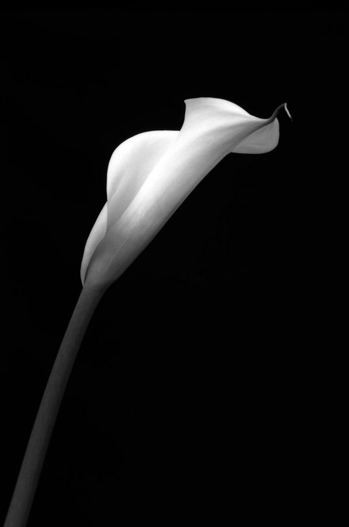 calla 5