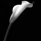 calla 5