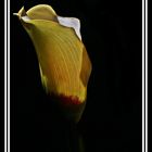 Calla