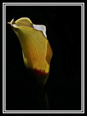 Calla