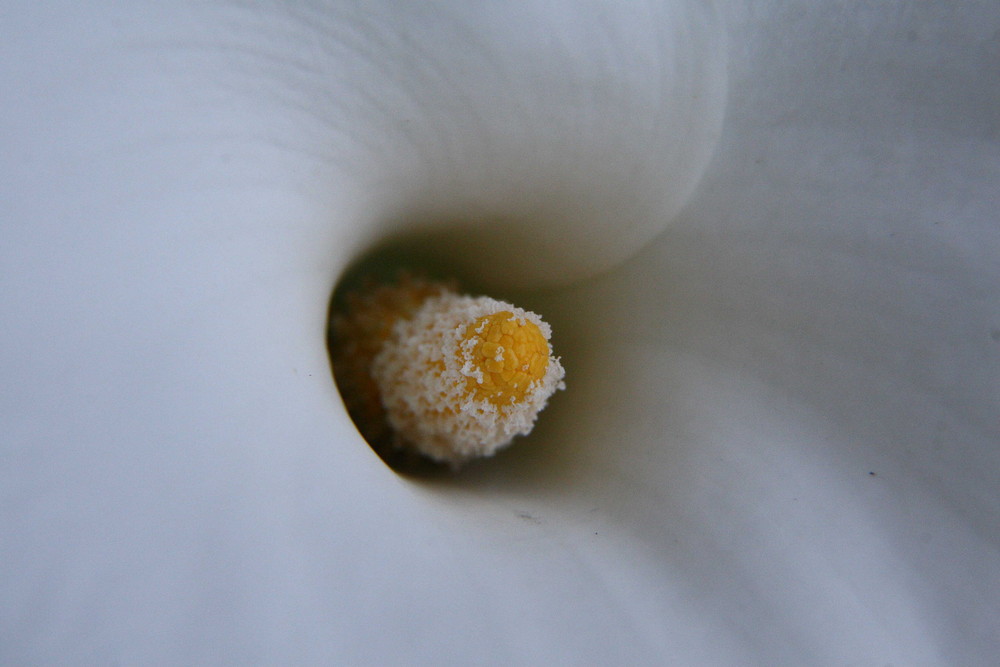 calla