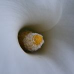 calla