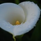 Calla