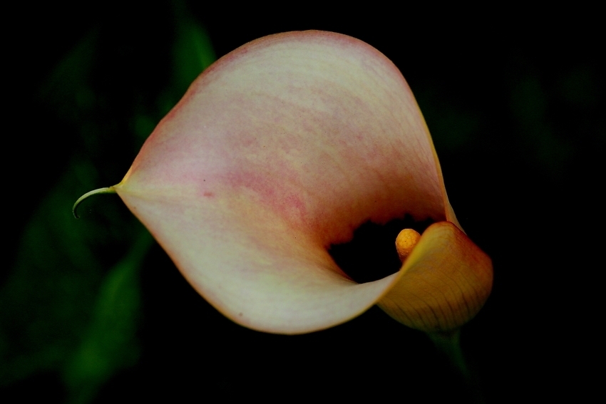 Calla