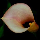 Calla