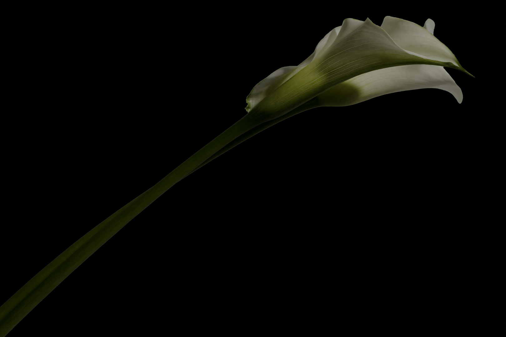 Calla