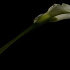 Calla