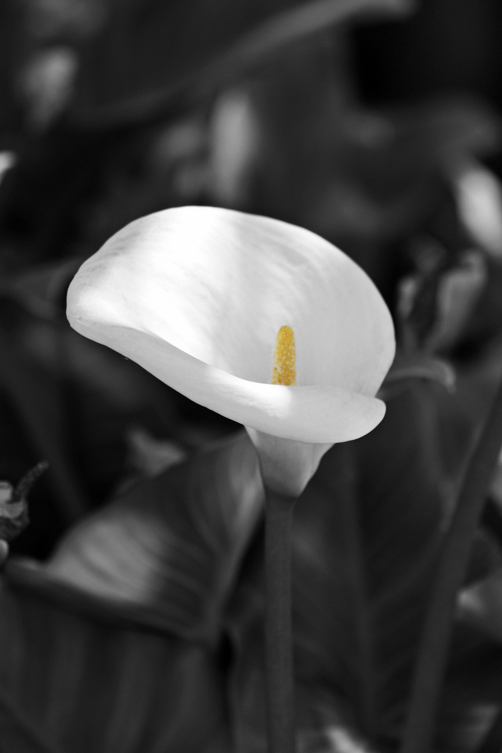 Calla