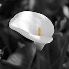 Calla