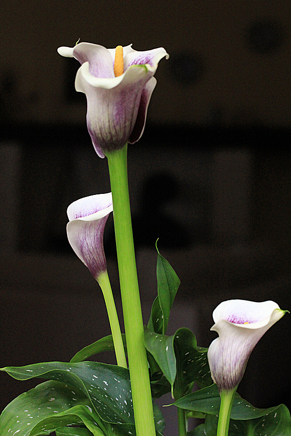 Calla