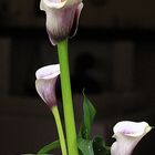 Calla