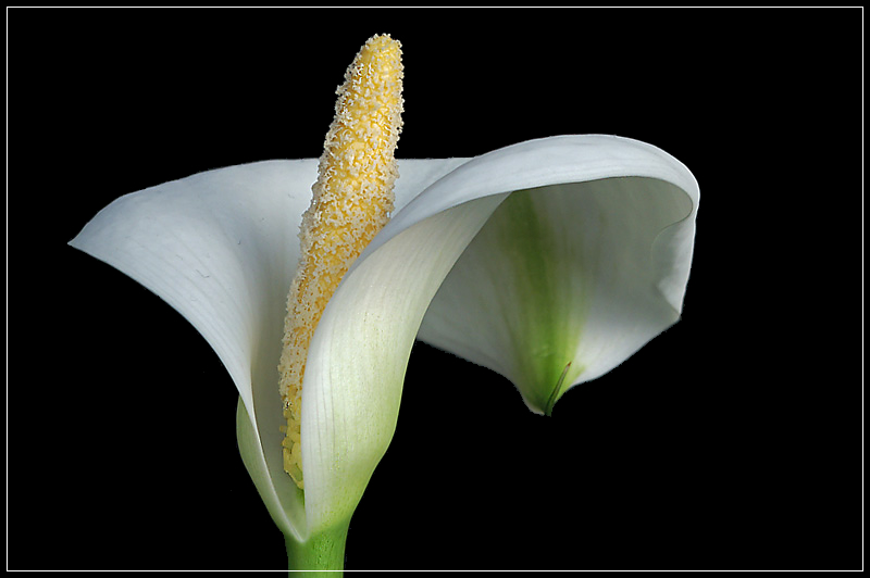 ~ Calla ~