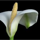 ~ Calla ~