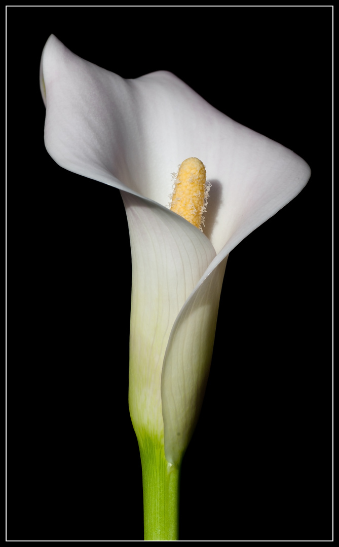 Calla