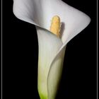 Calla