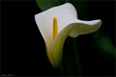 Calla