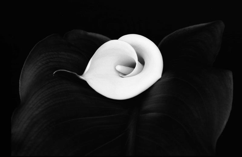 calla