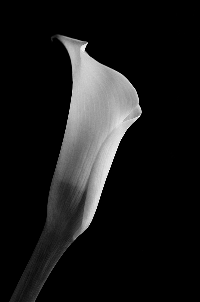 Calla