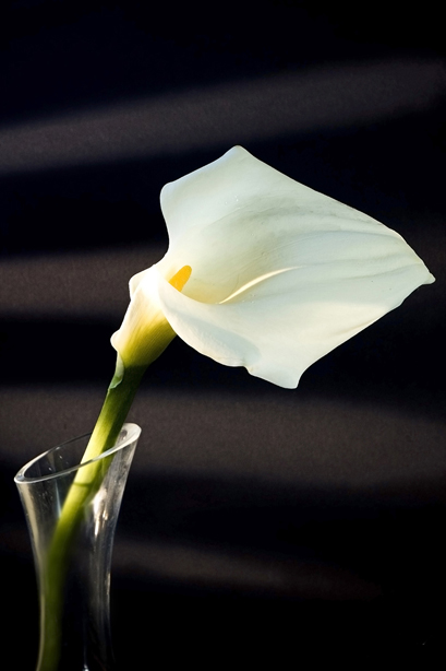 Calla