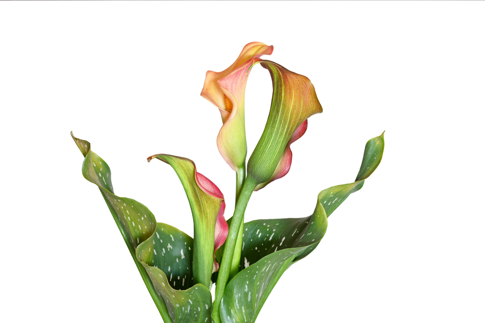 Calla