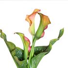 Calla