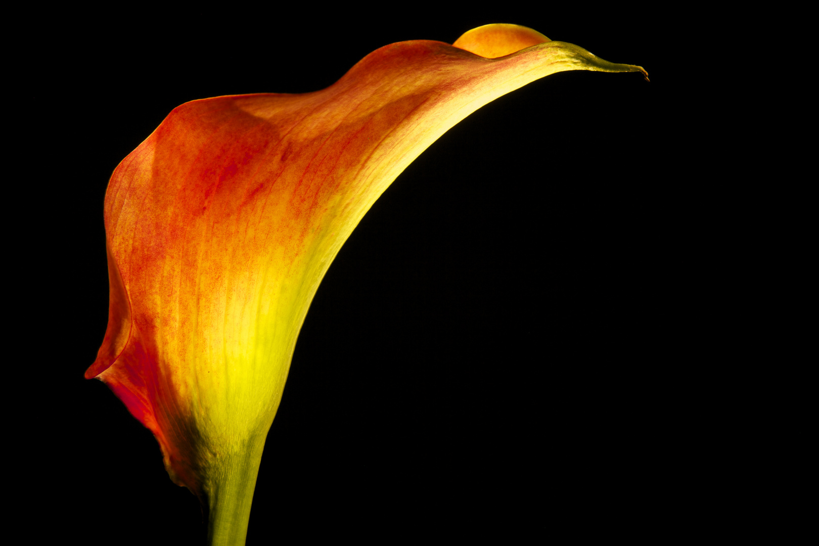 Calla