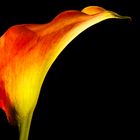 Calla