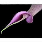 Calla