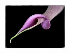 Calla