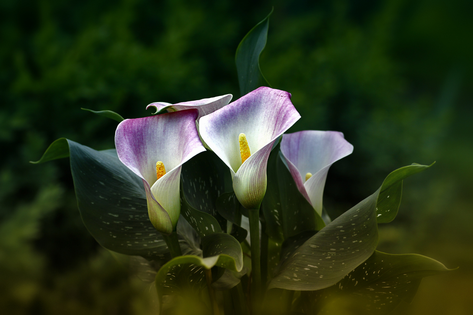 Calla