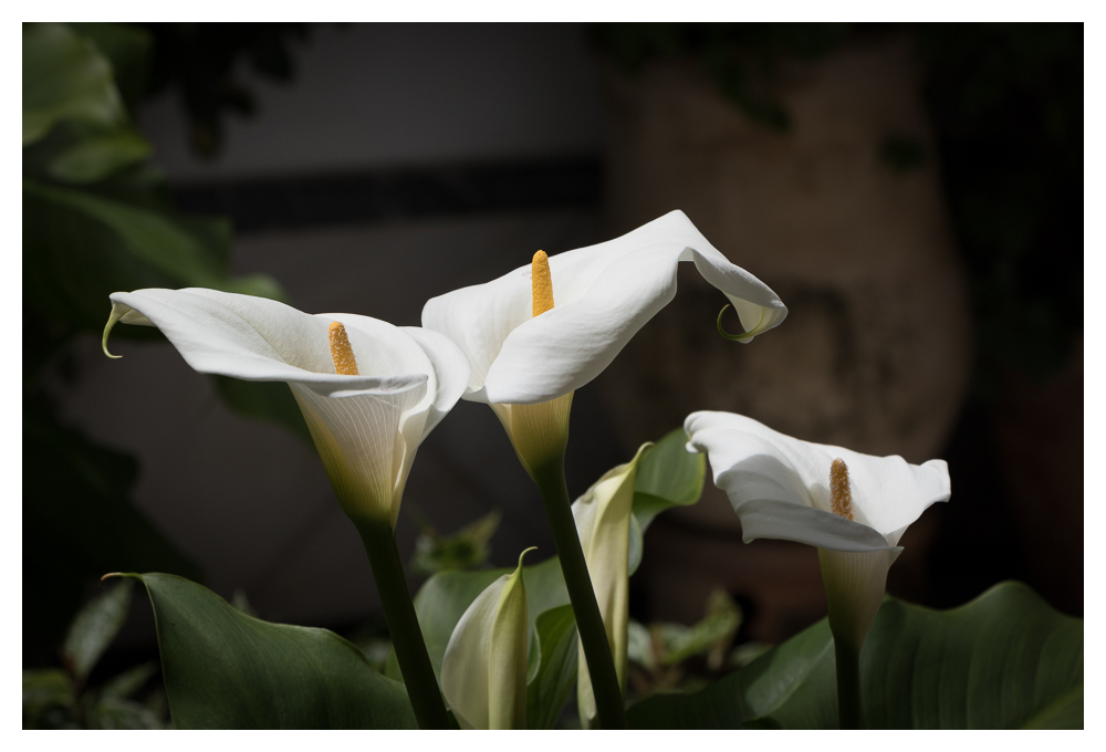 Calla