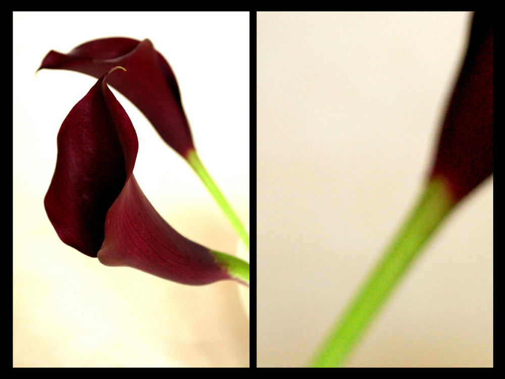 calla