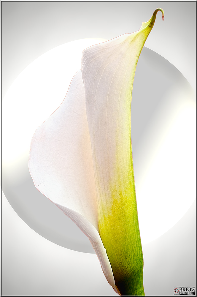 Calla