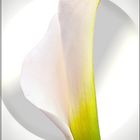 Calla